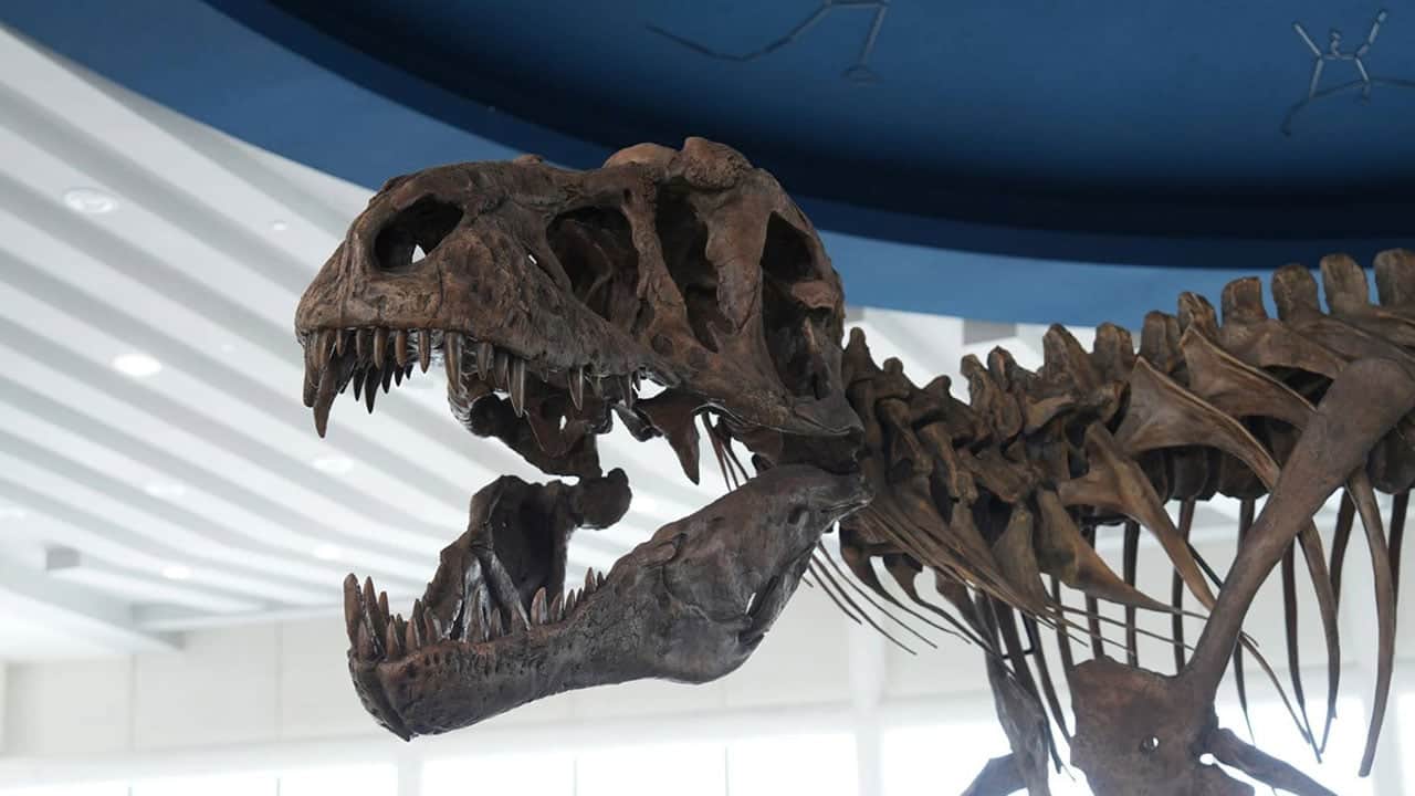 Foto - T. rex’i yıllardır yanlış mı çiziyoruz? 67 milyon yıllık fosilde şaşırtan ayrıntı