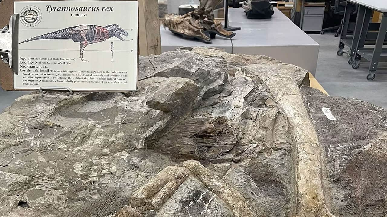 Foto - T. rex’i yıllardır yanlış mı çiziyoruz? 67 milyon yıllık fosilde şaşırtan ayrıntı