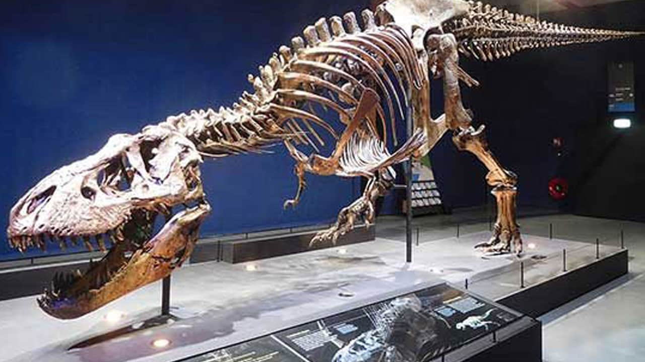 Foto - T. rex’i yıllardır yanlış mı çiziyoruz? 67 milyon yıllık fosilde şaşırtan ayrıntı