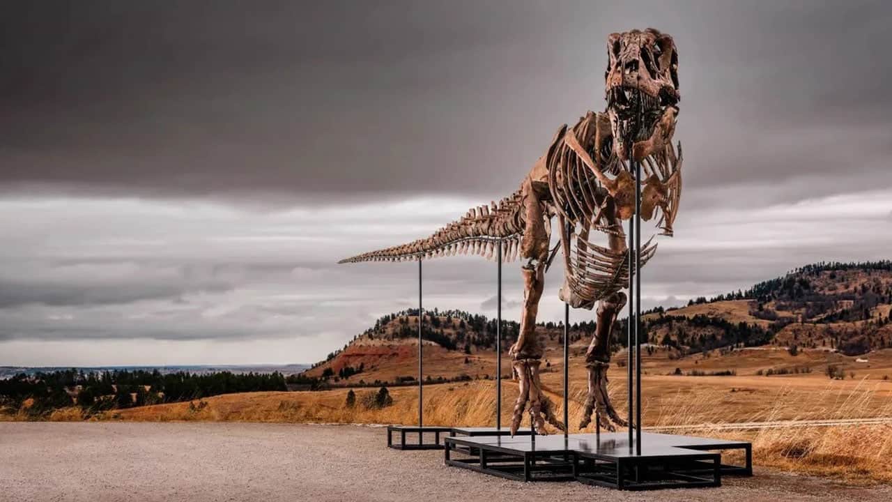 Foto - T. rex’i yıllardır yanlış mı çiziyoruz? 67 milyon yıllık fosilde şaşırtan ayrıntı