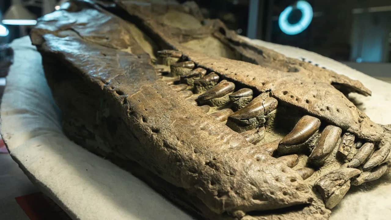 Foto - T. rex’i yıllardır yanlış mı çiziyoruz? 67 milyon yıllık fosilde şaşırtan ayrıntı