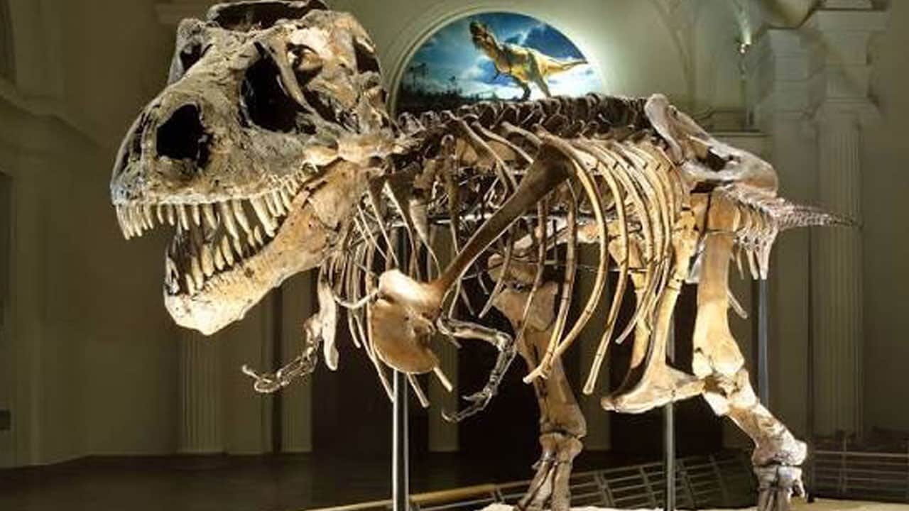 Foto - T. rex’i yıllardır yanlış mı çiziyoruz? 67 milyon yıllık fosilde şaşırtan ayrıntı