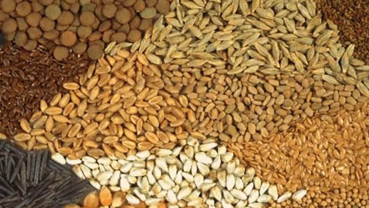 Foto - Tahıl ambarı Konya’da topraklara düşen yoğun yağış kuru hububat hasat takvimini 1 hafta geciktirdi