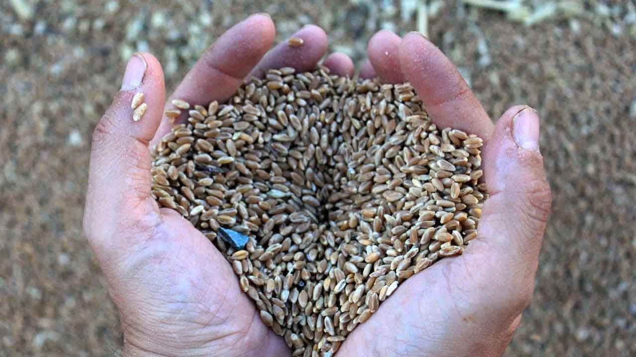 Foto - Tahılda hesapta olmayan haber! Dünya bu yıl cepten yiyecek