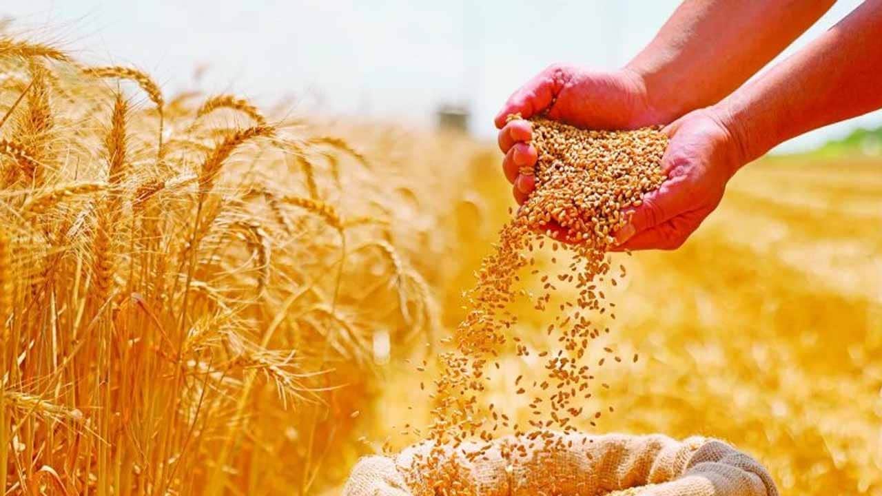 Tahılda hesapta olmayan haber! Dünya bu yıl cepten yiyecek