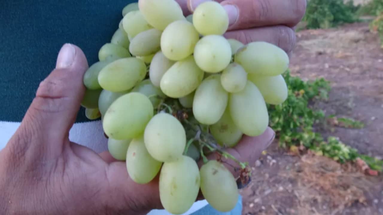 Talep patlaması yaşanıyor: Kilosu 600 TL'ye kadar çıktı!