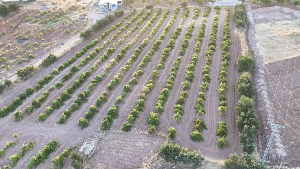 Foto - Talep patlaması yaşanıyor: Kilosu 600 TL'ye kadar çıktı!