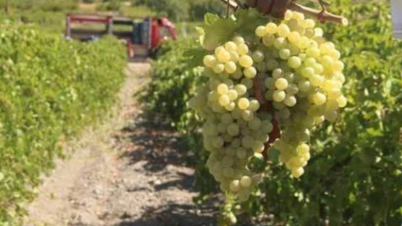 Foto - Talep patlaması yaşanıyor: Kilosu 600 TL'ye kadar çıktı!