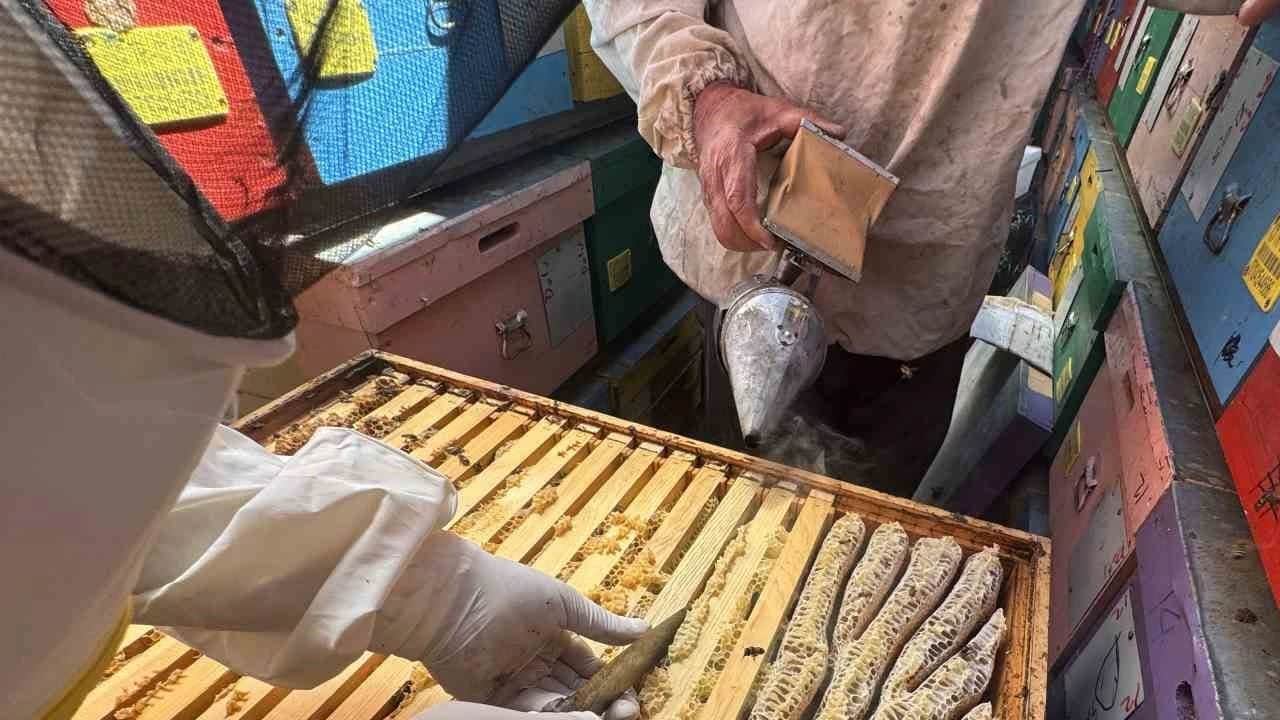 Foto - Tam beş ton bal bekliyorlar: Son olarak 20 tondu... 1 yıl sonra etkisini gösterecek