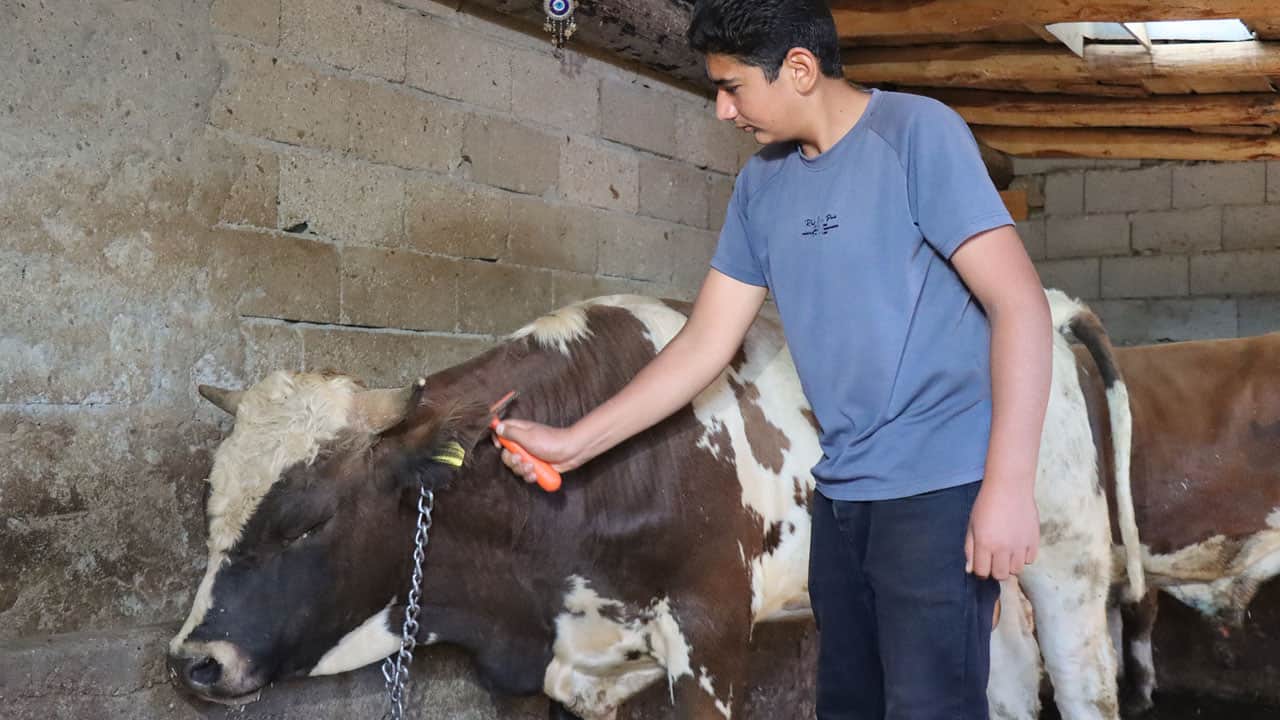 Foto - Tarım lisesinde öğrendiğini köyünde uyguladı! 16 yaşında kendi parasını kazandı