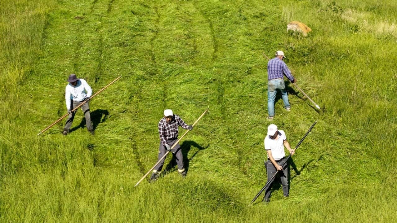 Tarım makineleri giremiyor Dağda imece usulü tırpanla ot biçiyorlar