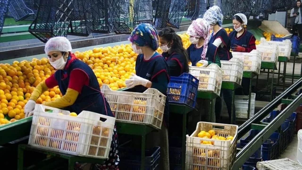 Foto - "Tarımı bitirdiler" diyen güruha tokat gibi gerçek Meyve sebze ihracatı ilk kez rekor kırdı