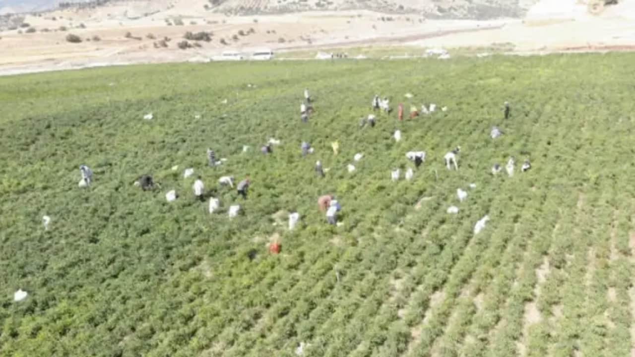 Tarla fiyatı cep yakıyor: 30 bin ton üretim bekleniyor!