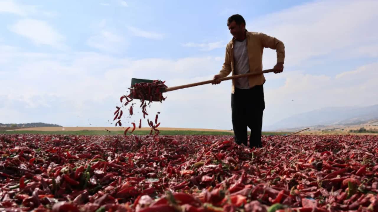 Foto - Tarla fiyatı cep yakıyor: 30 bin ton üretim bekleniyor!