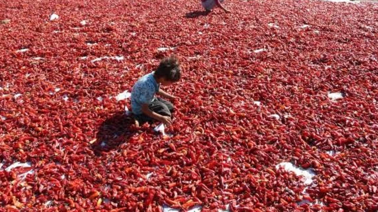 Foto - Tarla fiyatı cep yakıyor: 30 bin ton üretim bekleniyor!