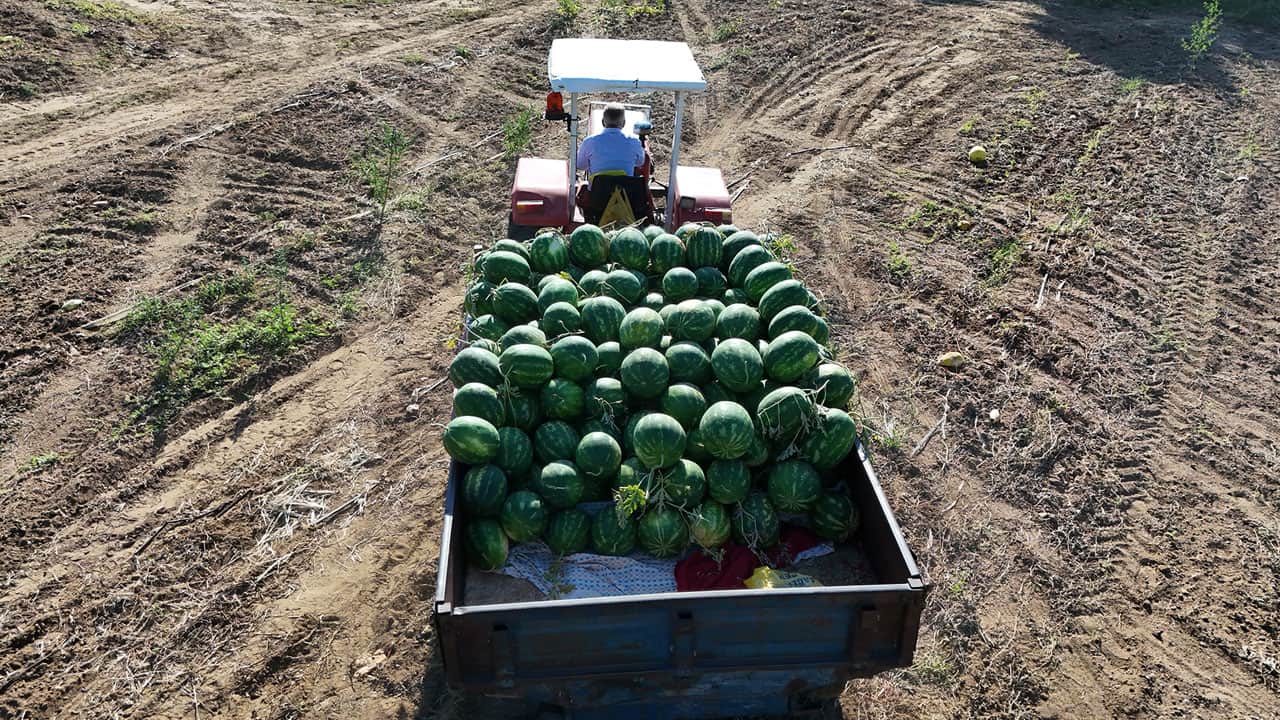 Foto - Tarlada 15 TL, markette 30 TL! Bu karpuz için saatlerce sıra bekliyorlar