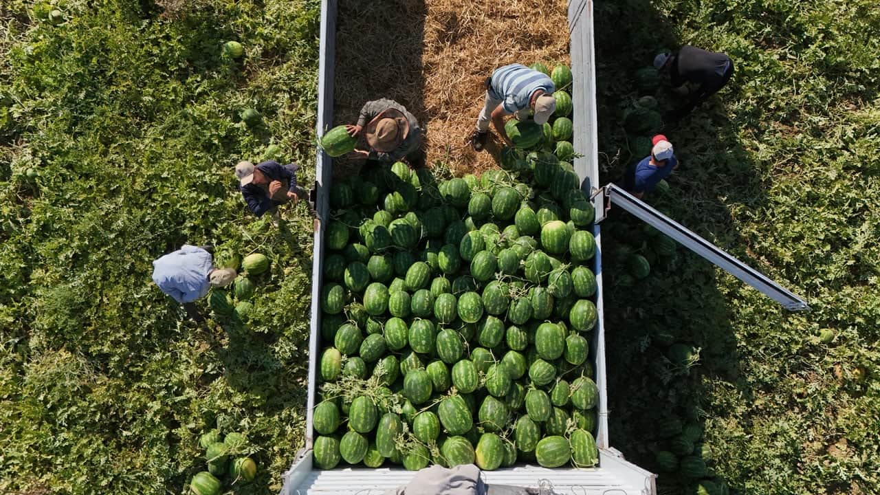 Tarlada 15 TL, markette 30 TL! Bu karpuz için saatlerce sıra bekliyorlar