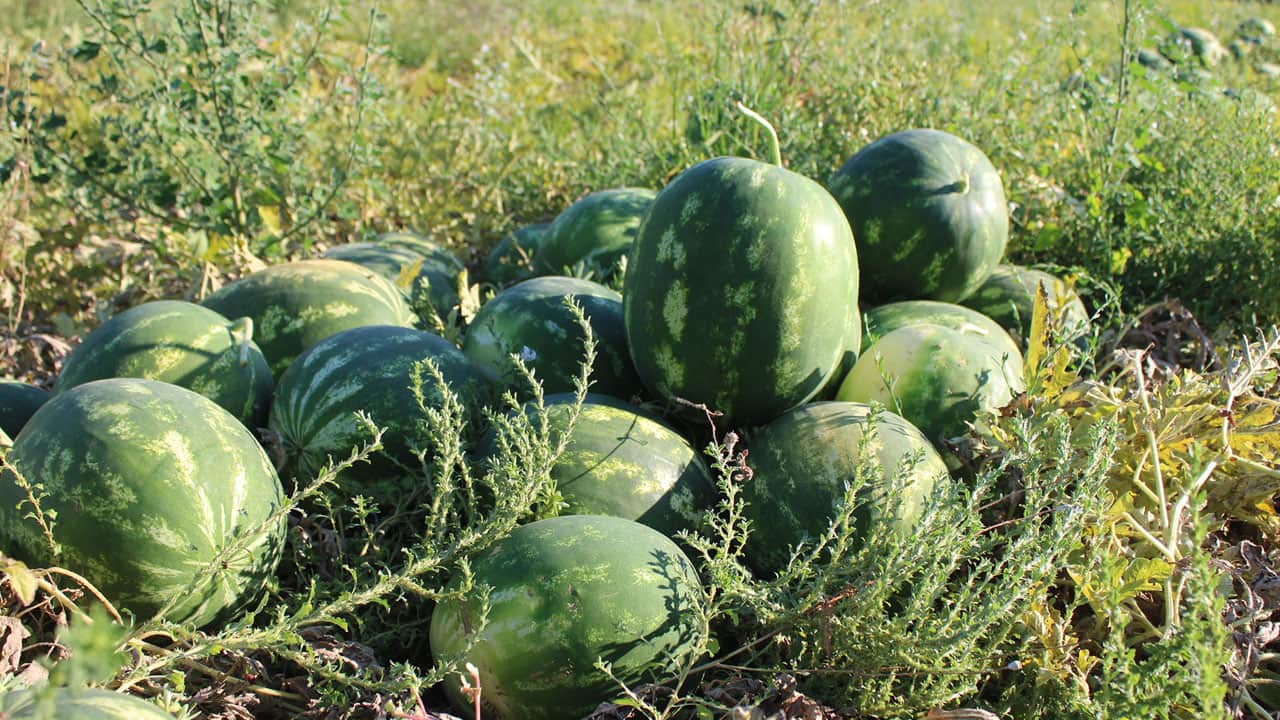 Foto - Tarlada 15 TL, markette 30 TL! Bu karpuz için saatlerce sıra bekliyorlar