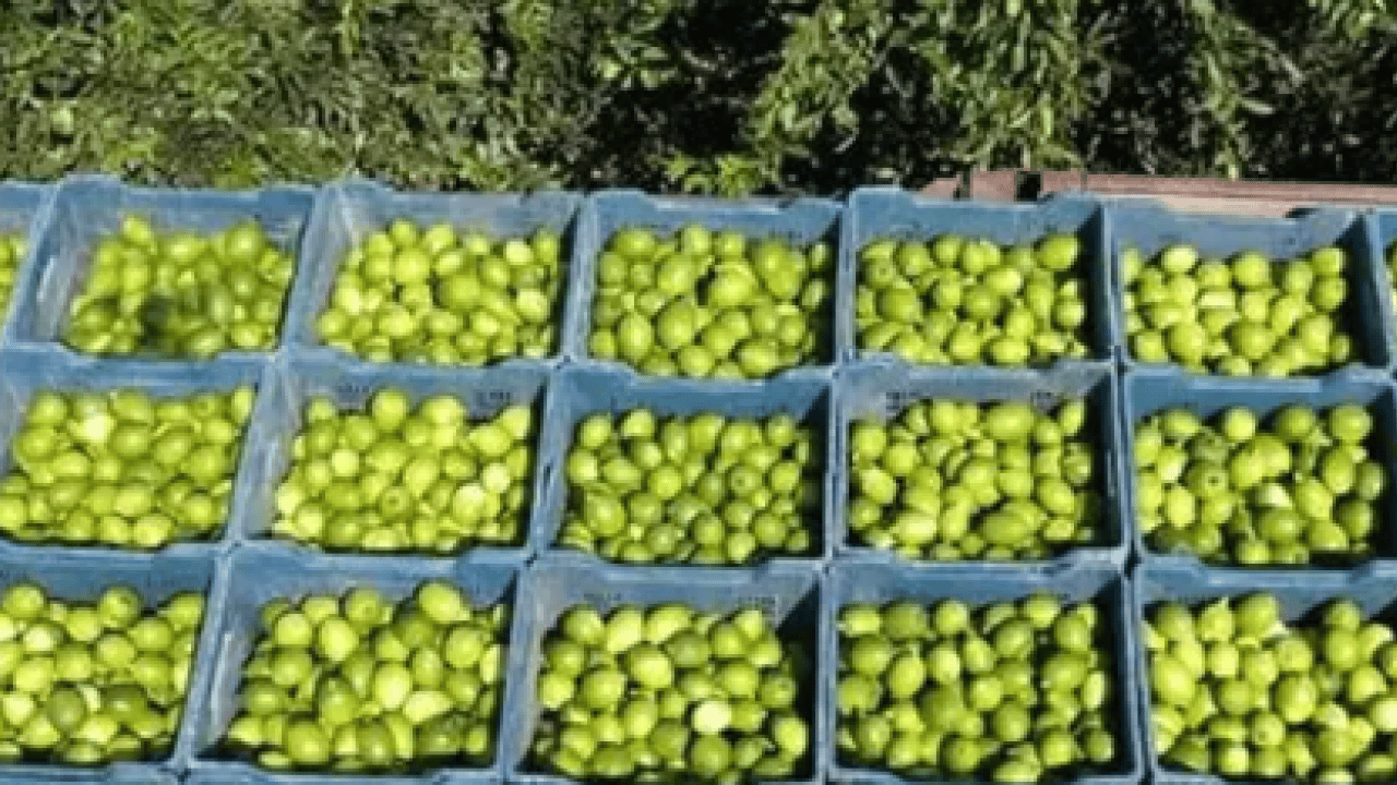 Foto - Markette yanına yaklaşılmıyordu: Rekolte yükselince yüzler güldü!