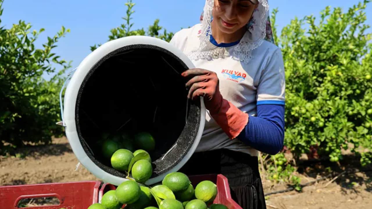 Markette yanına yaklaşılmıyordu: Rekolte yükselince yüzler güldü!