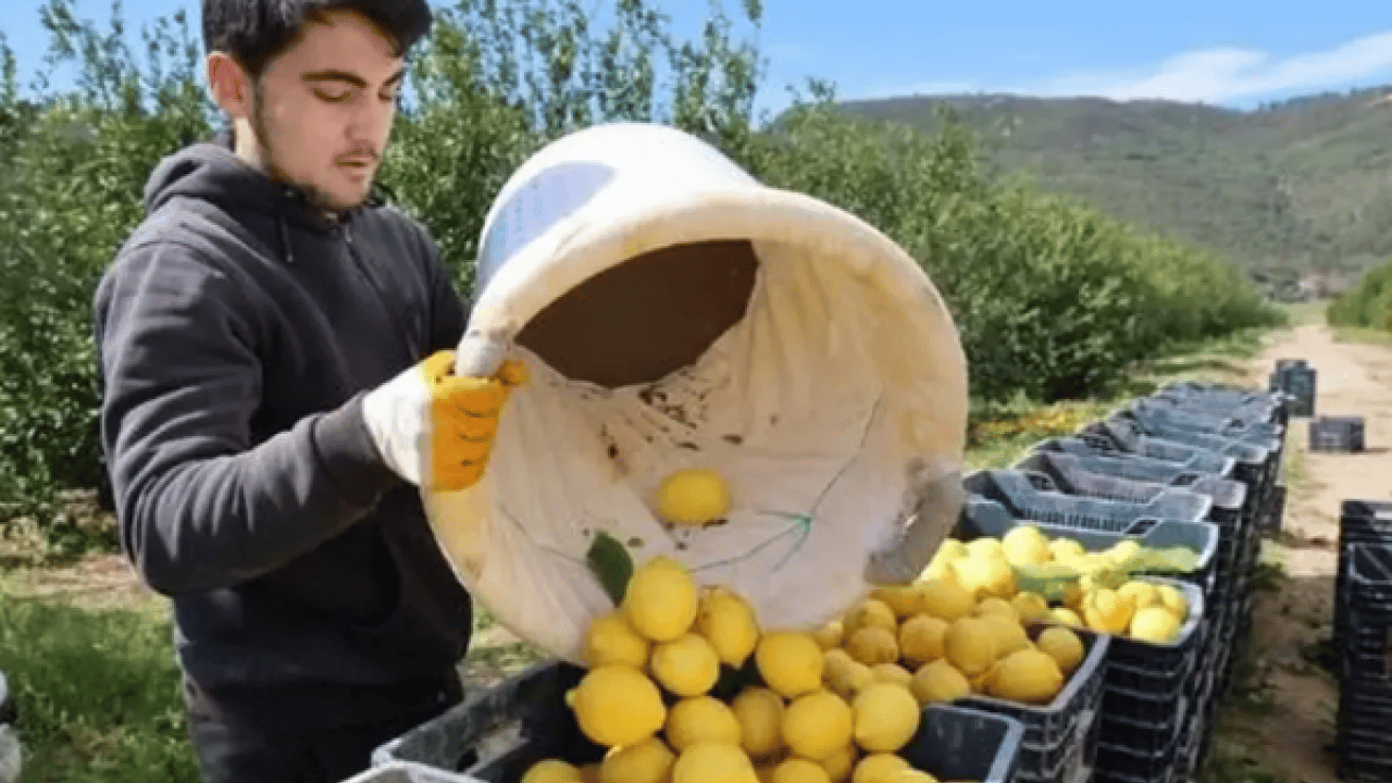 Foto - Markette yanına yaklaşılmıyordu: Rekolte yükselince yüzler güldü!