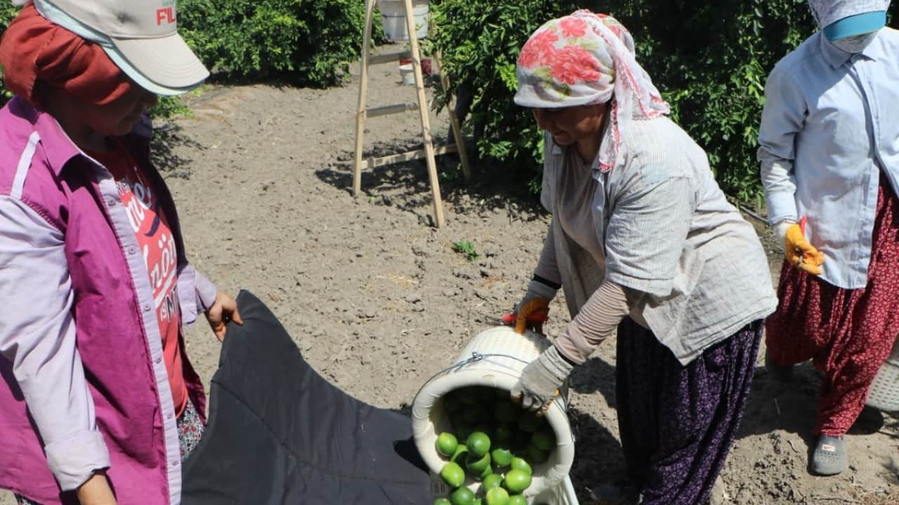 Foto - Tarlada 6 lira markette 60 lira! Sebze meyvede fahiş fiyata çözüm formülü