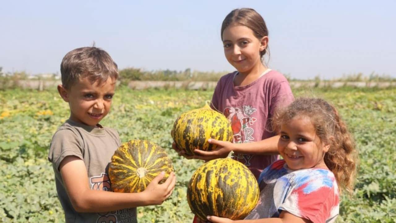 Foto - Tarlada kavun bereketi: Kilosu 10 liradan alıcı buluyor