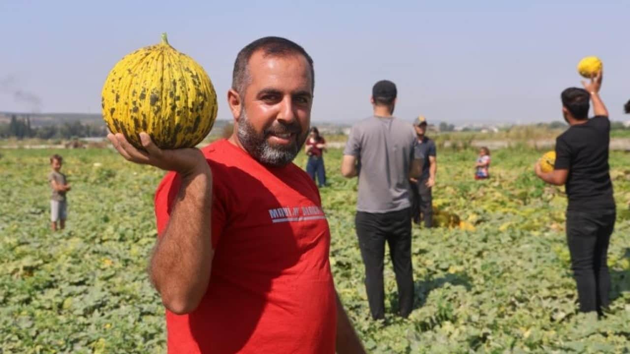 Foto - Tarlada kavun bereketi: Kilosu 10 liradan alıcı buluyor
