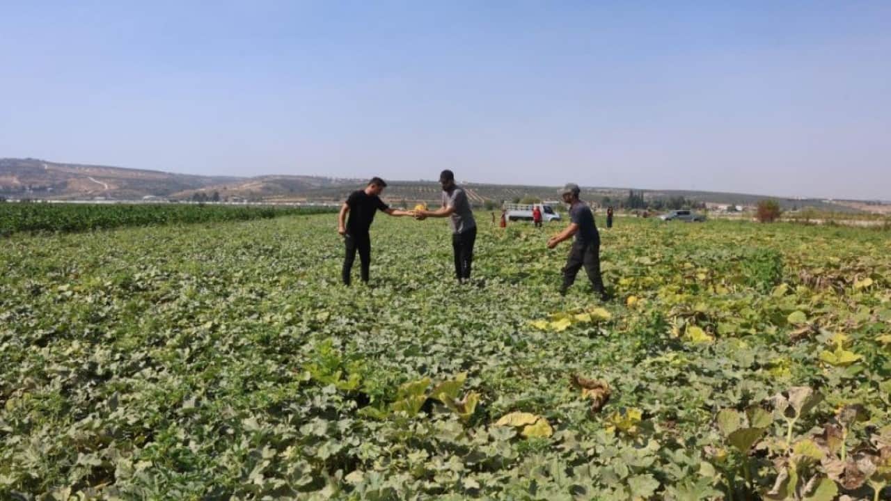 Foto - Tarlada kavun bereketi: Kilosu 10 liradan alıcı buluyor