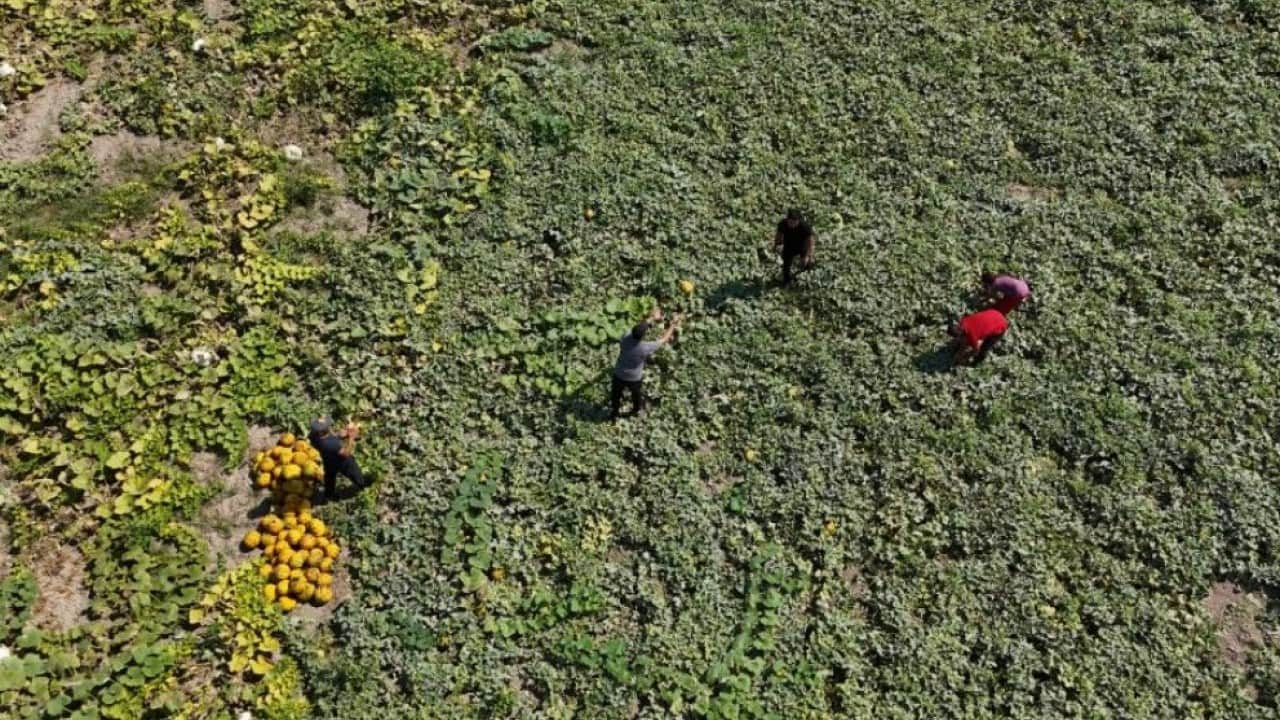 Foto - Tarlada kavun bereketi: Kilosu 10 liradan alıcı buluyor