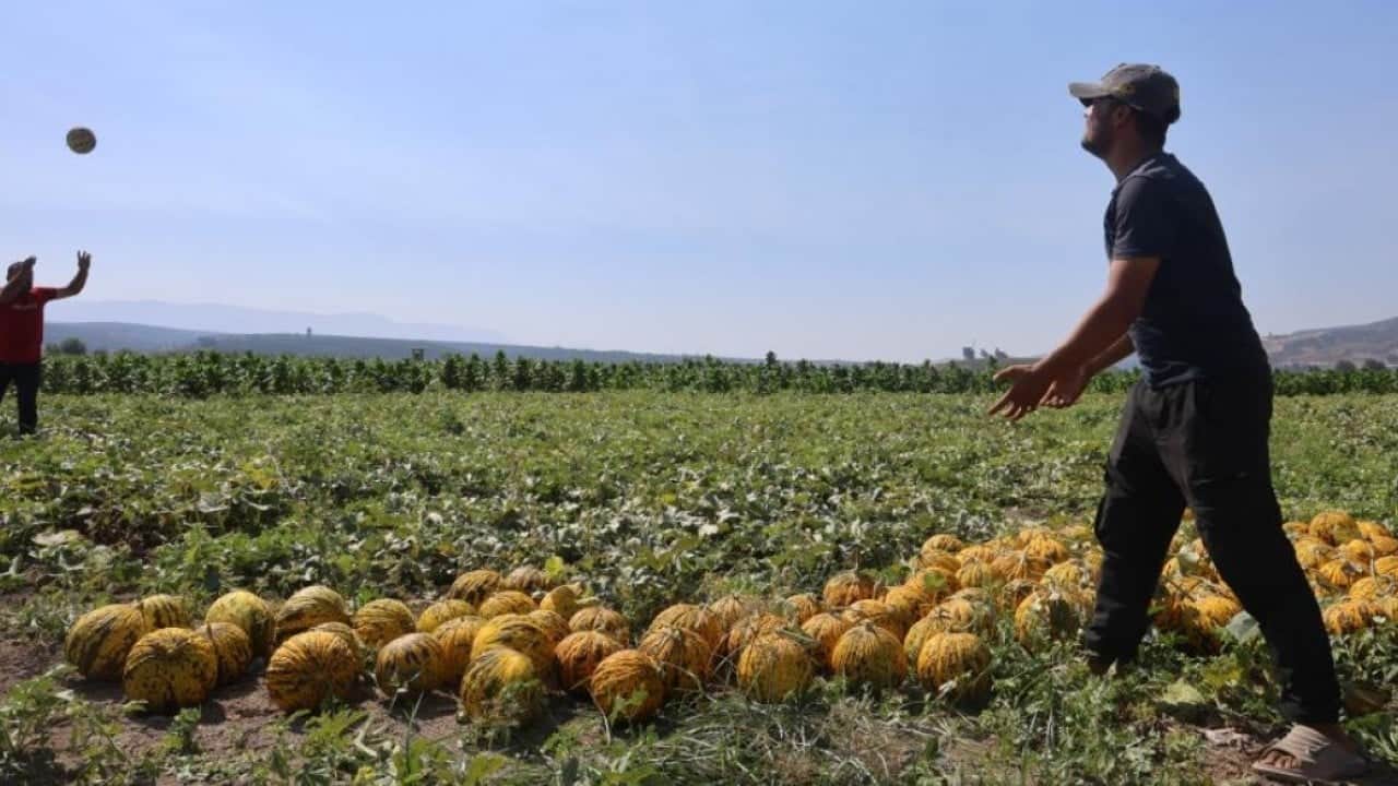 Tarlada kavun bereketi: Kilosu 10 liradan alıcı buluyor