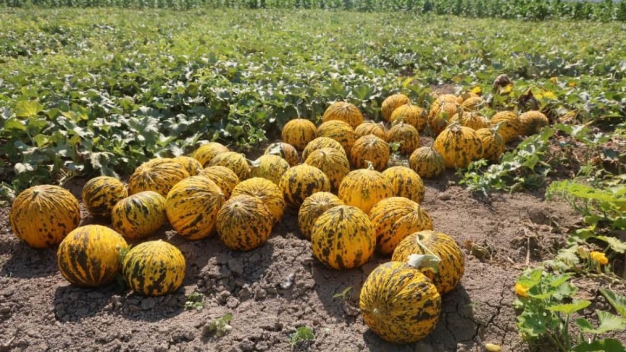 Foto - Tarlada kavun bereketi: Kilosu 10 liradan alıcı buluyor