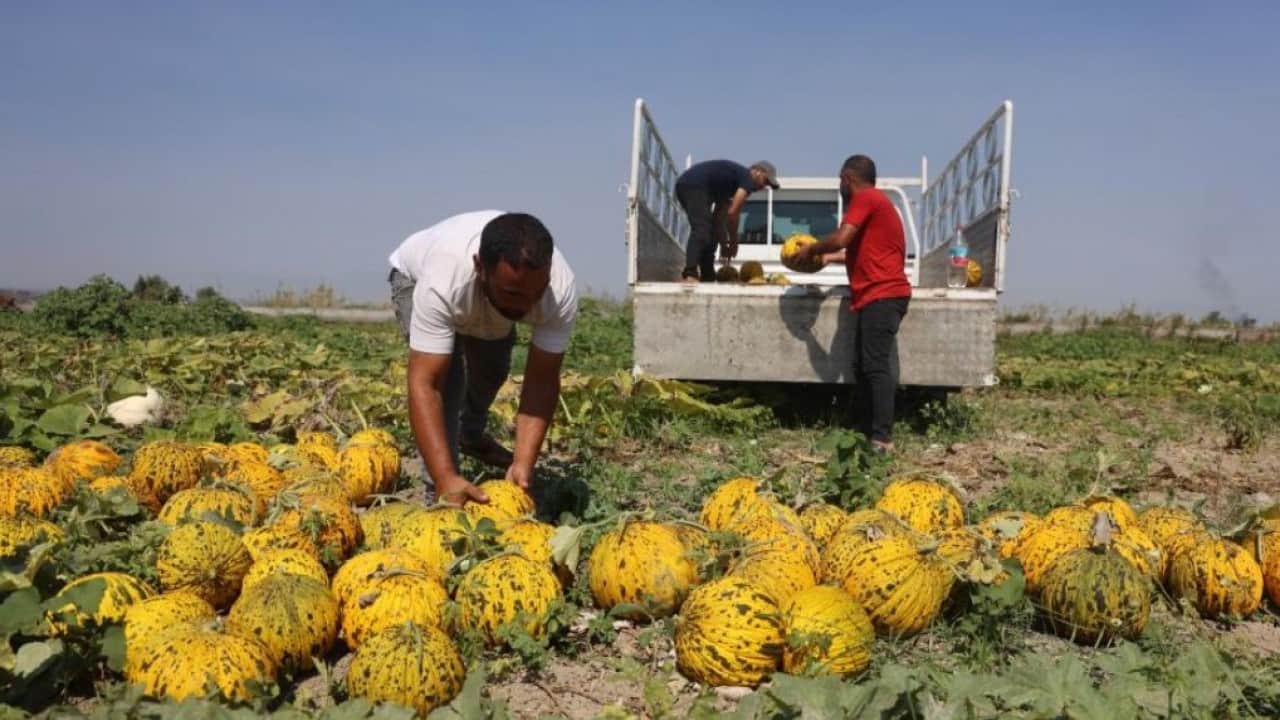 Foto - Tarlada kavun bereketi: Kilosu 10 liradan alıcı buluyor