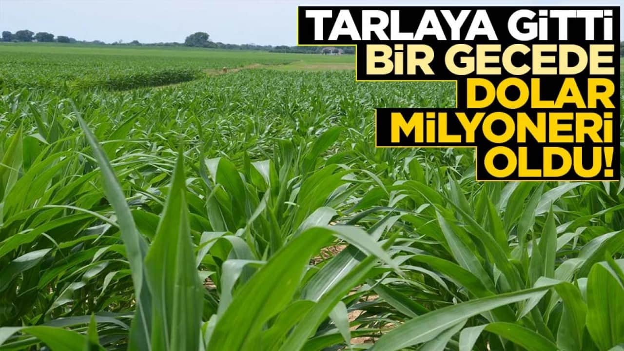 Tarlaya gitti, bir gecede dolar milyoneri oldu!