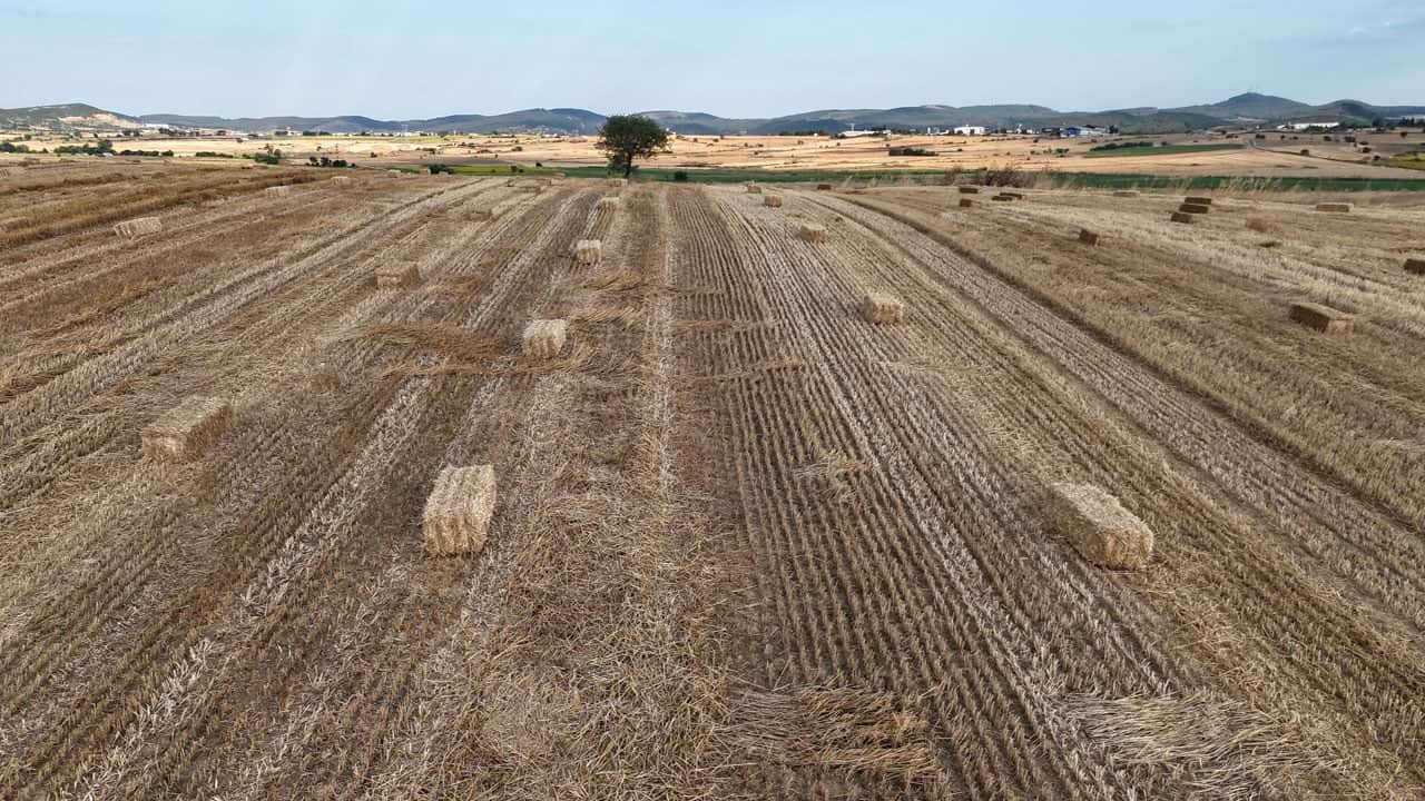 Foto - Tarlayı temizlerken toprağı öldürüyor! Anız yakmak yerine bunu yapın