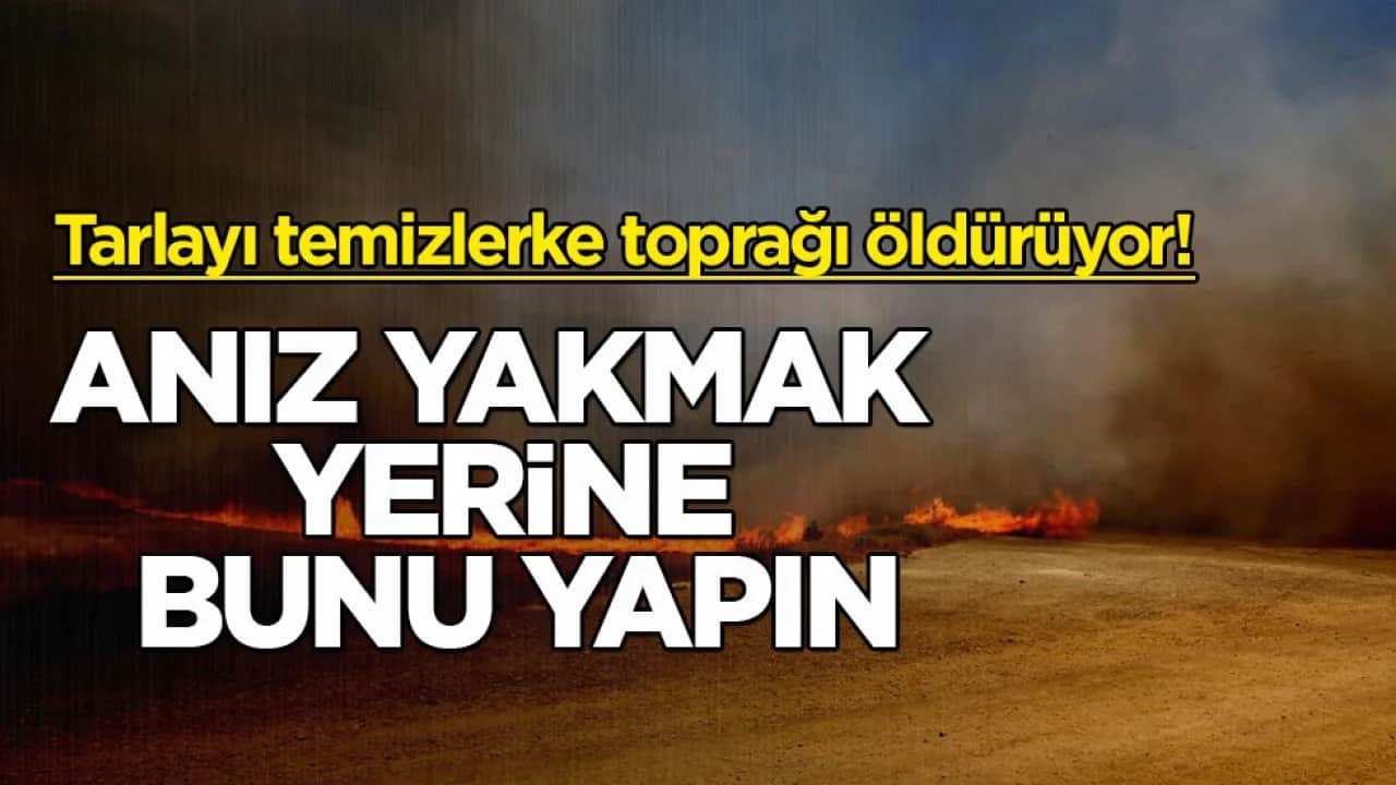 Tarlayı temizlerken toprağı öldürüyor! Anız yakmak yerine bunu yapın