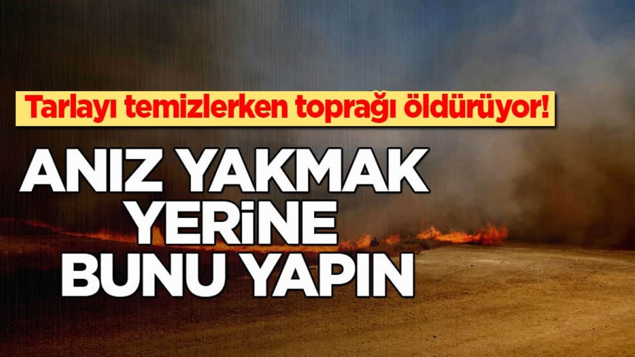 Tarlayı temizlerken toprağı öldürüyor! Anız yakmak yerine bunu yapın