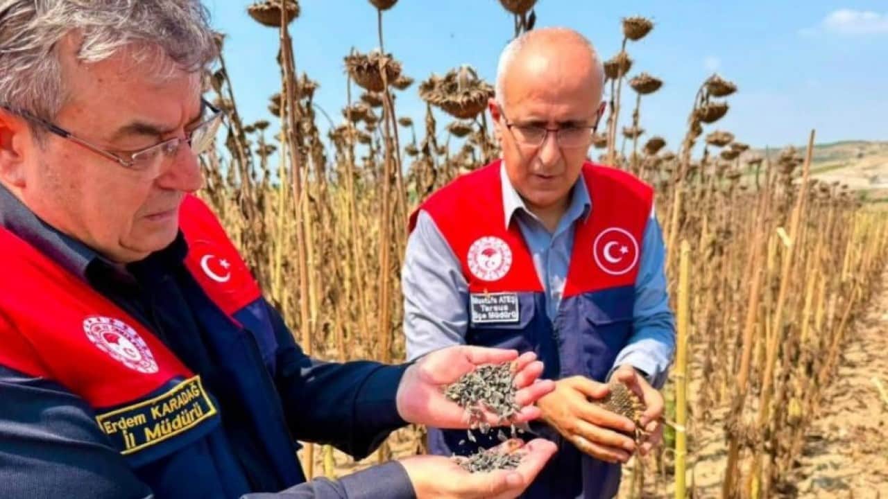 Foto - Tarsus’ta ayçiçeğinde dev rekolte bekleniyor