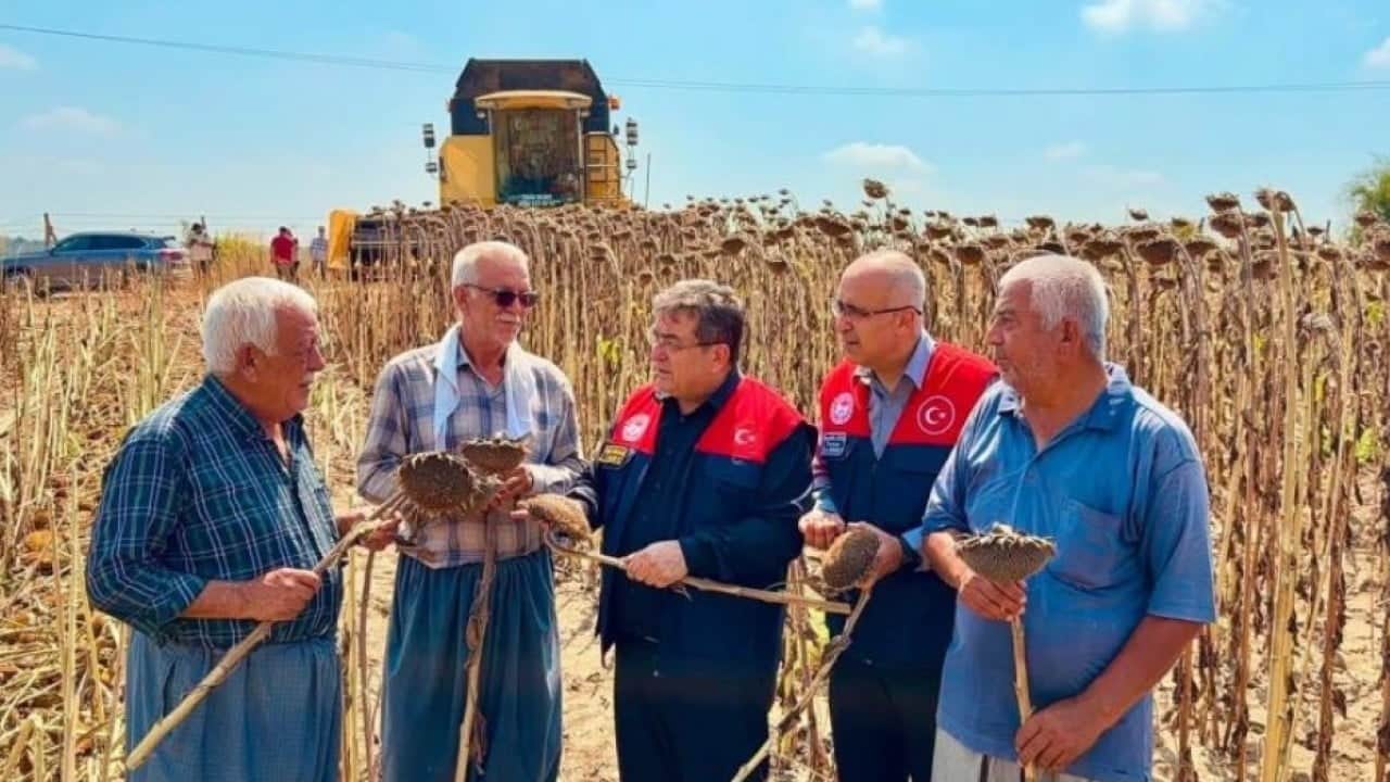 Tarsus’ta ayçiçeğinde dev rekolte bekleniyor