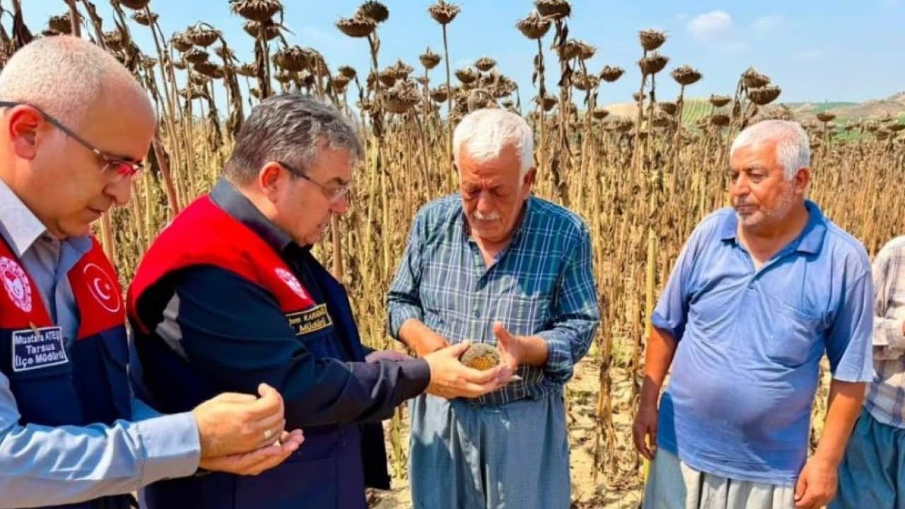 Foto - Tarsus’ta ayçiçeğinde dev rekolte bekleniyor