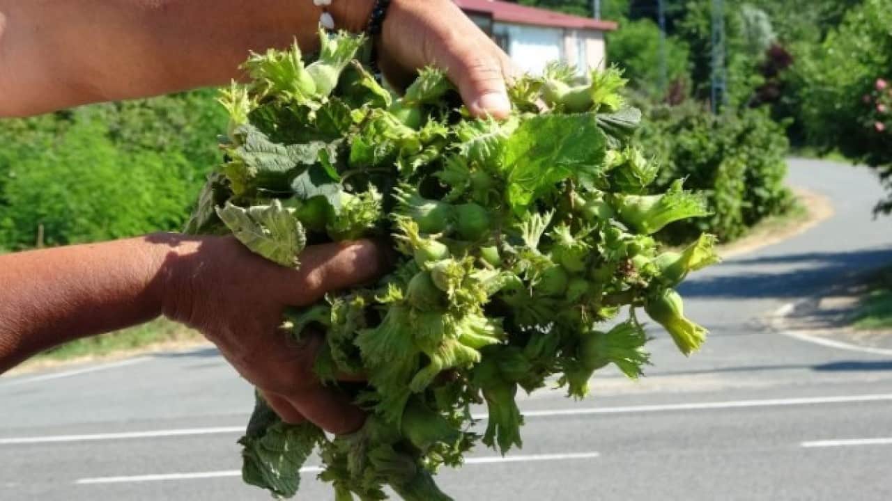 Foto - Taze fındık satışa sunuldu: İşte güncel fiyatı