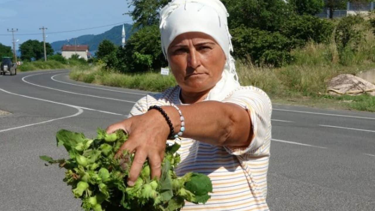 Taze fındık satışa sunuldu: İşte güncel fiyatı
