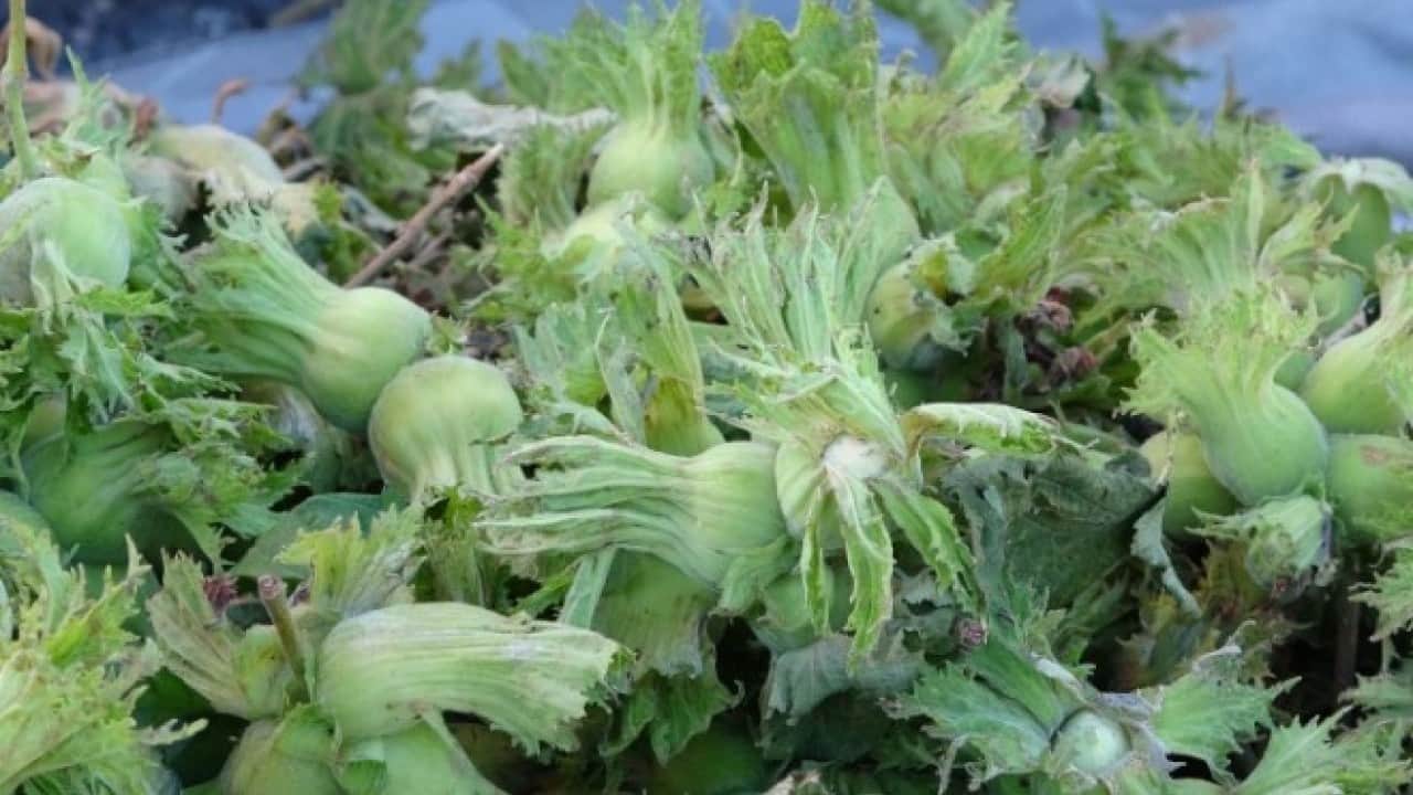 Foto - Taze fındık satışa sunuldu: İşte güncel fiyatı