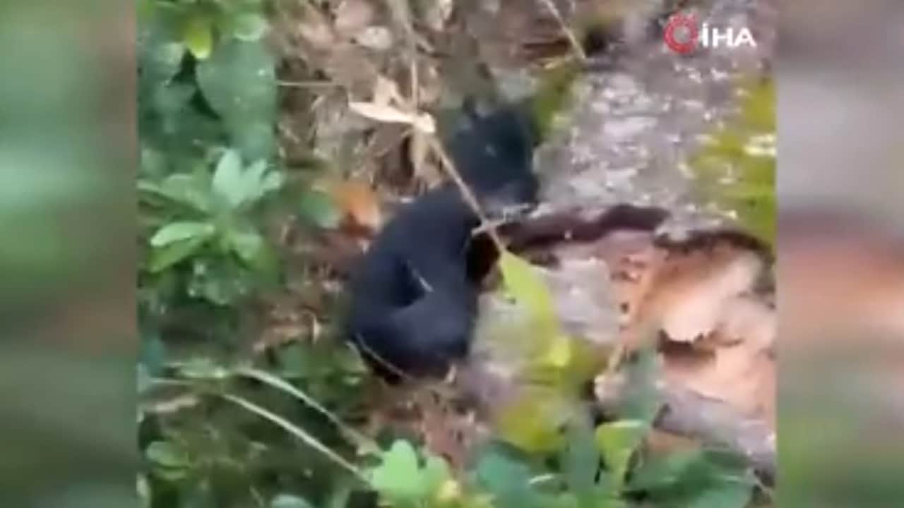 Foto - Tek ısırığında 100 kişiyi öldürecek yılan Türkiye'de