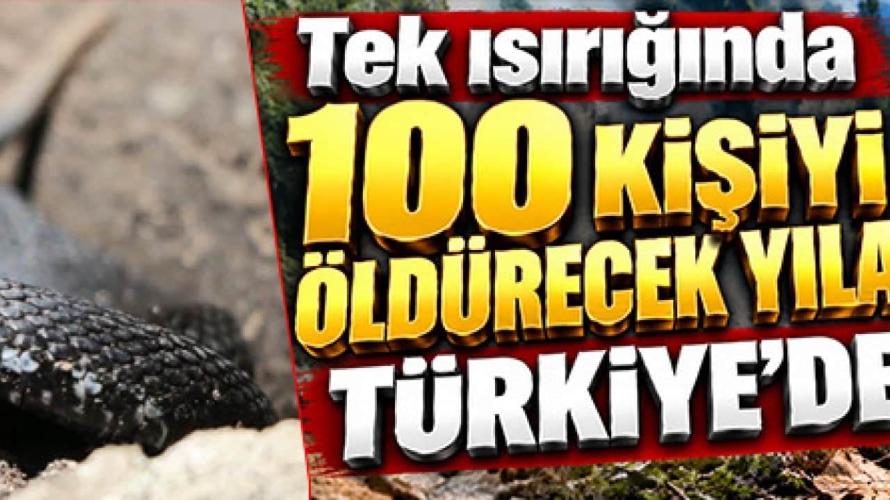 Tek ısırığında 100 kişiyi öldürecek yılan Türkiye'de