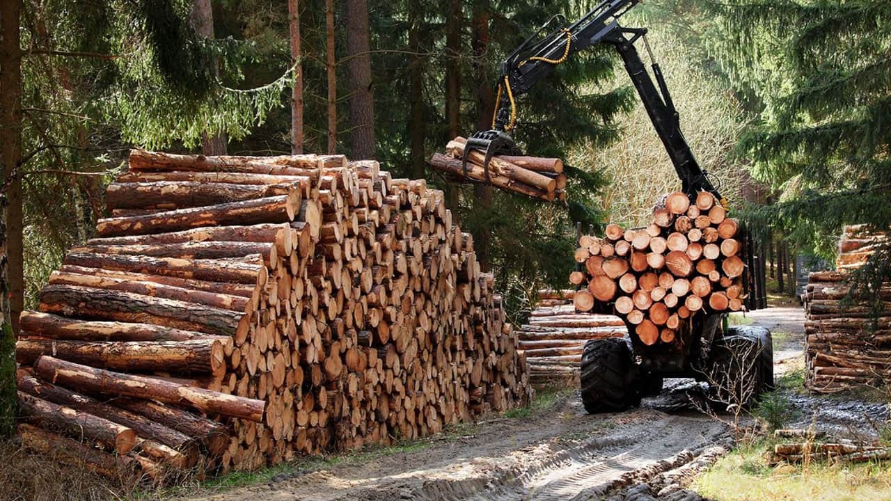 Foto - Tek tek sayıldı! İşte dünyadaki ağaç sayısı…
