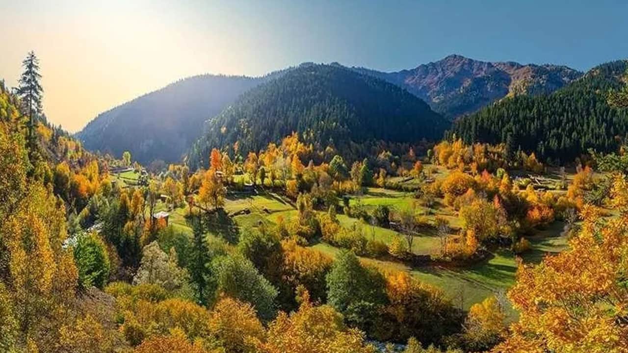 Foto - Tek tek sayıldı! İşte dünyadaki ağaç sayısı…