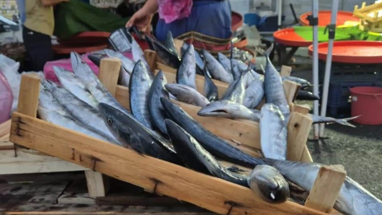 Foto - Tekirdağ’da palamut fiyatları yüz güldürdü