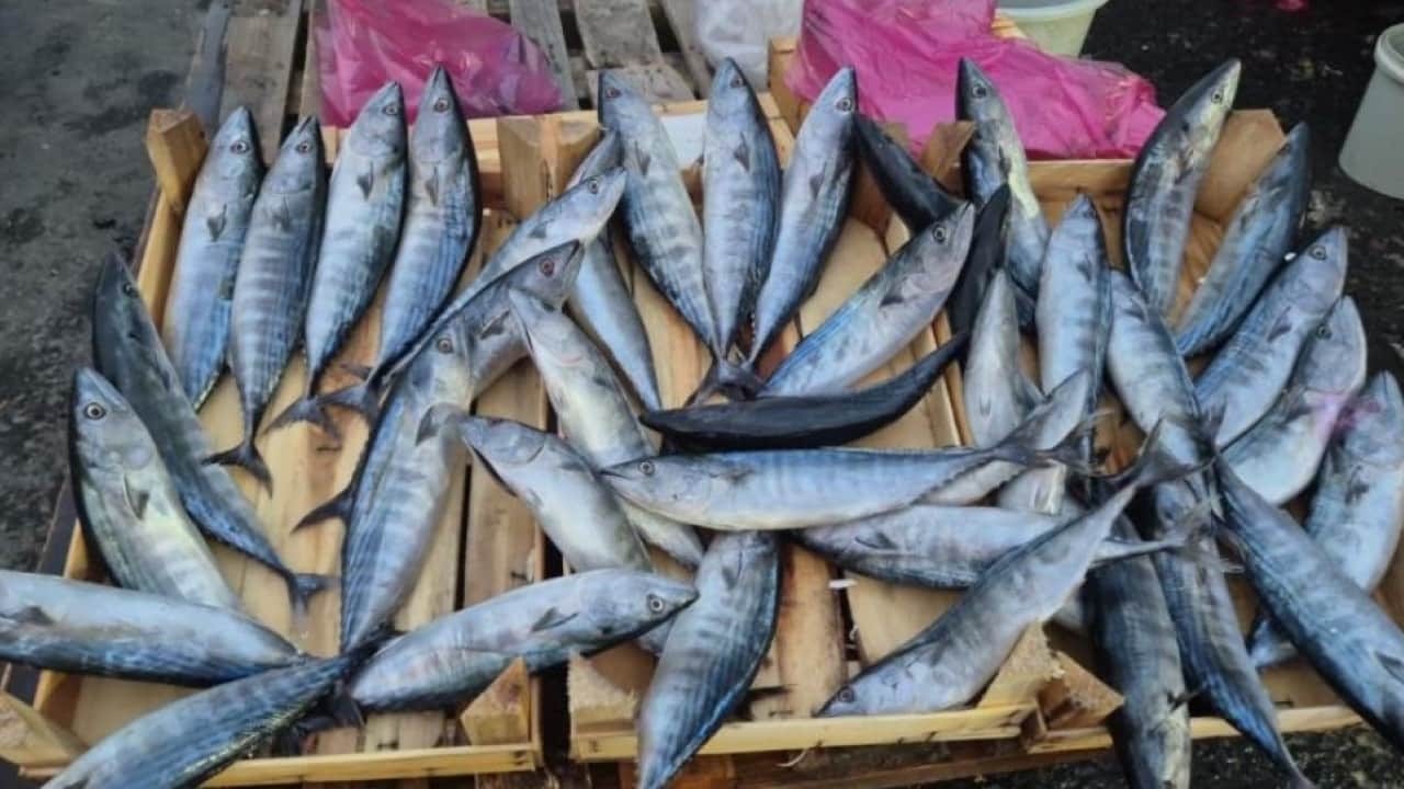 Foto - Tekirdağ’da palamut fiyatları yüz güldürdü