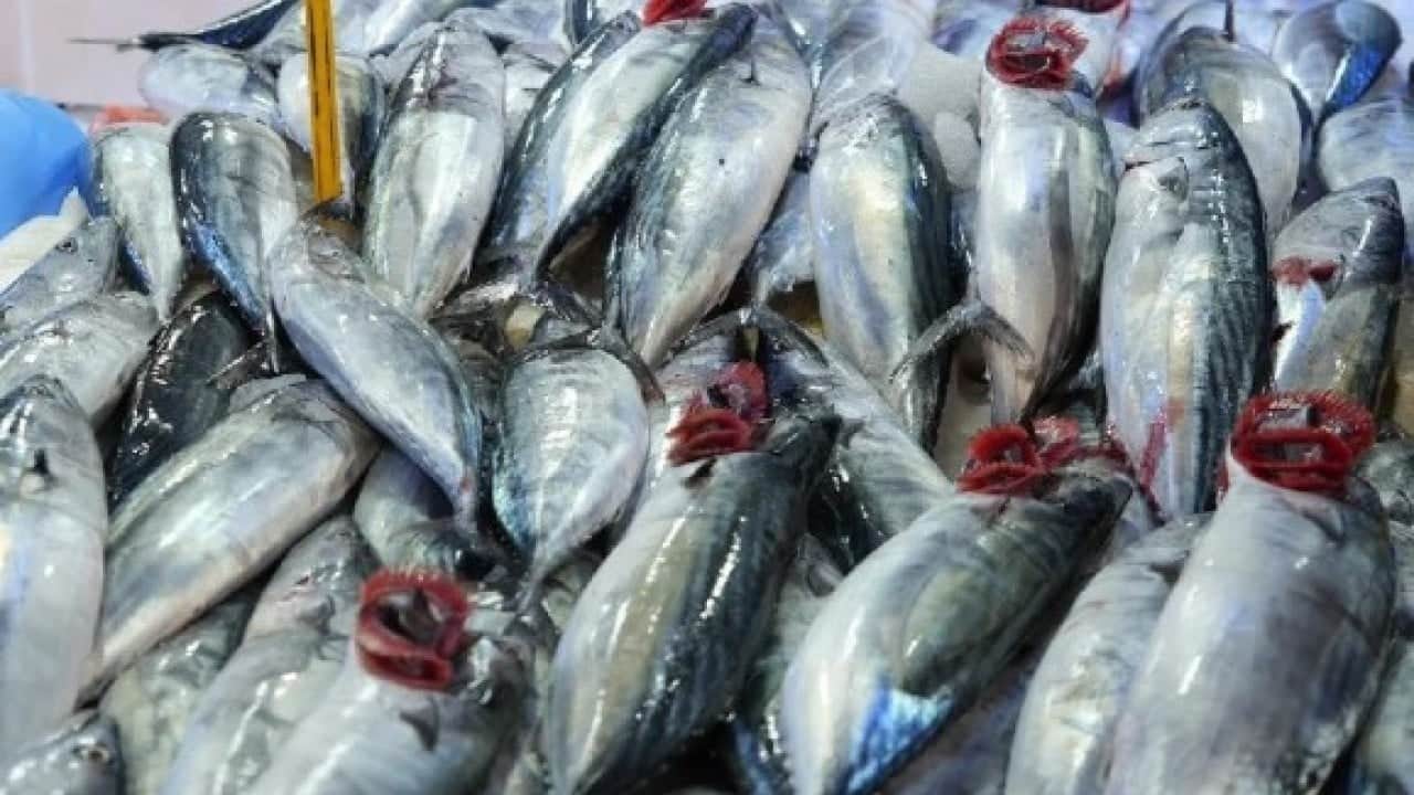 Tekirdağ’da palamut fiyatları yüz güldürdü